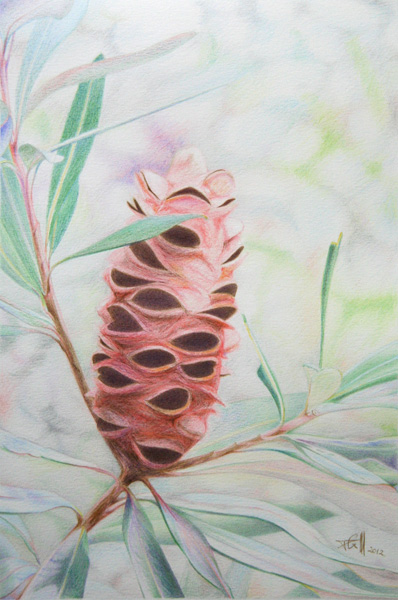 drawing, Banksia cone 2012 colour pencil